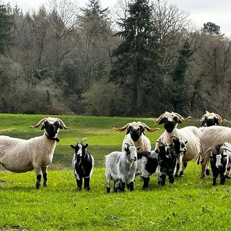 A La Ferme, Elevage D'alpagas, Machupicchu Champniers-et-Reilhac
